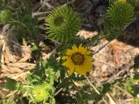 Grindelia lanceolata image