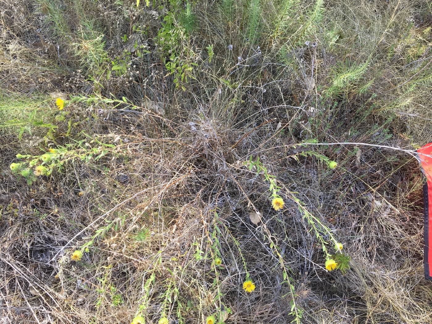 Grindelia lanceolata image