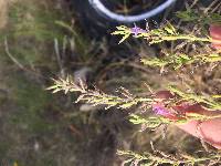 Hedeoma reverchonii var. serpyllifolia image