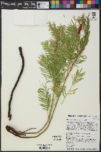 Mimosa strigillosa image