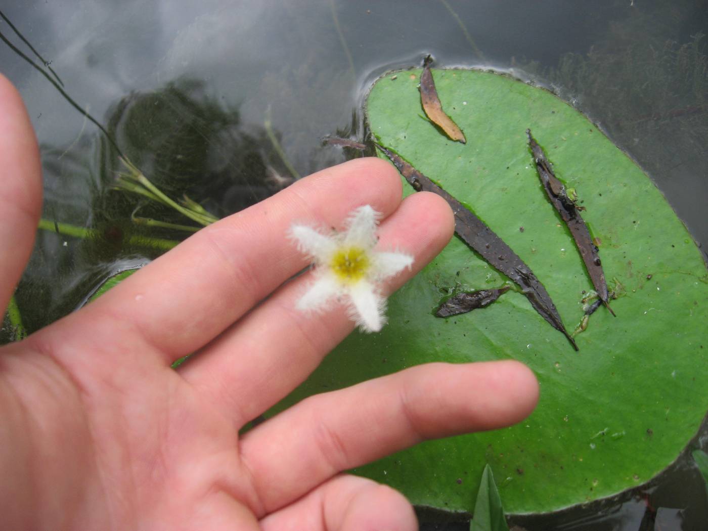 Nymphoides humboldtiana image