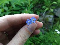 Myosotis laxa image