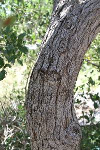 Quercus vaseyana image