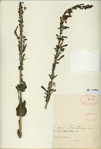 Penstemon centranthifolius image