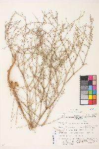 Eriogonum concinnum image