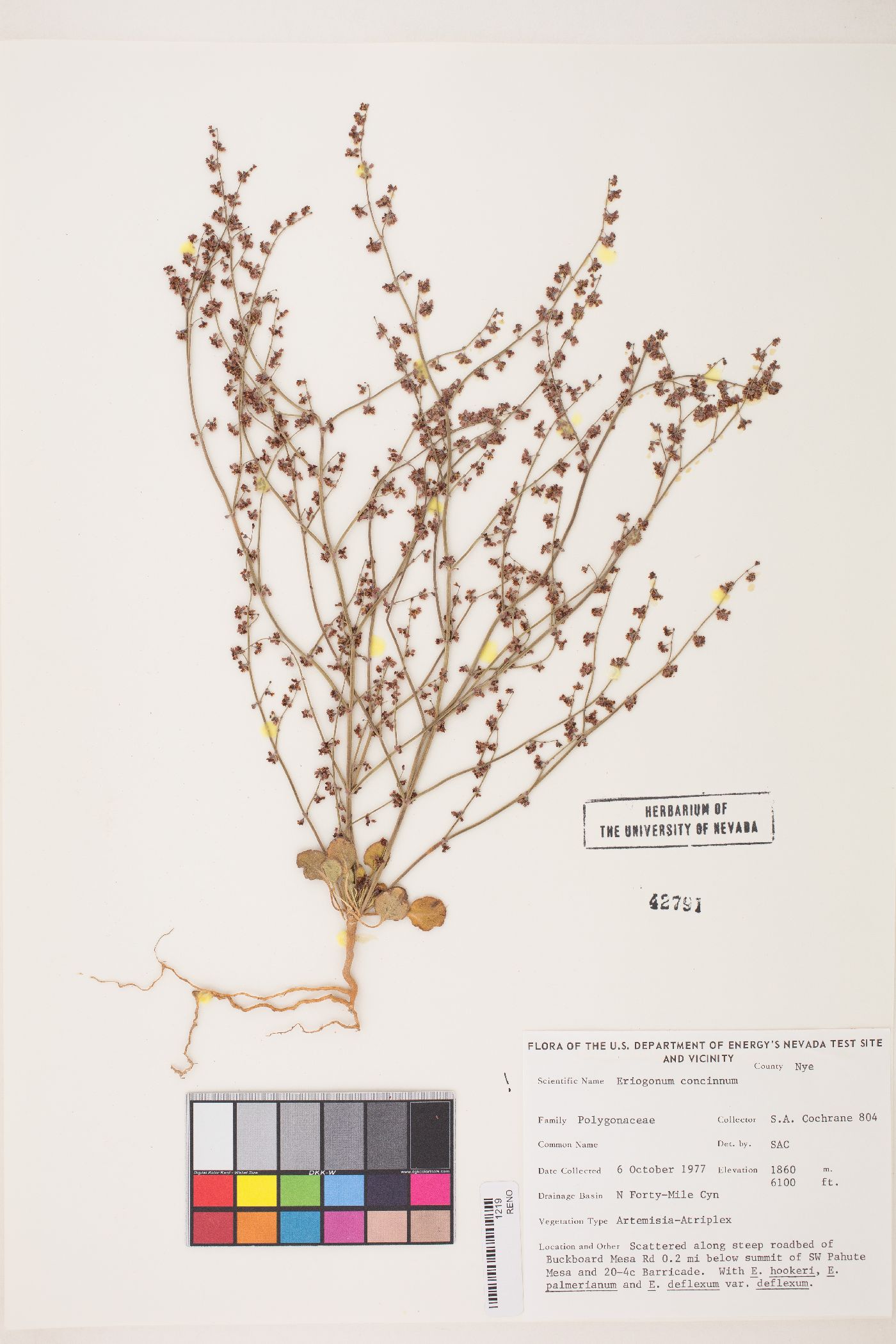 Eriogonum concinnum image