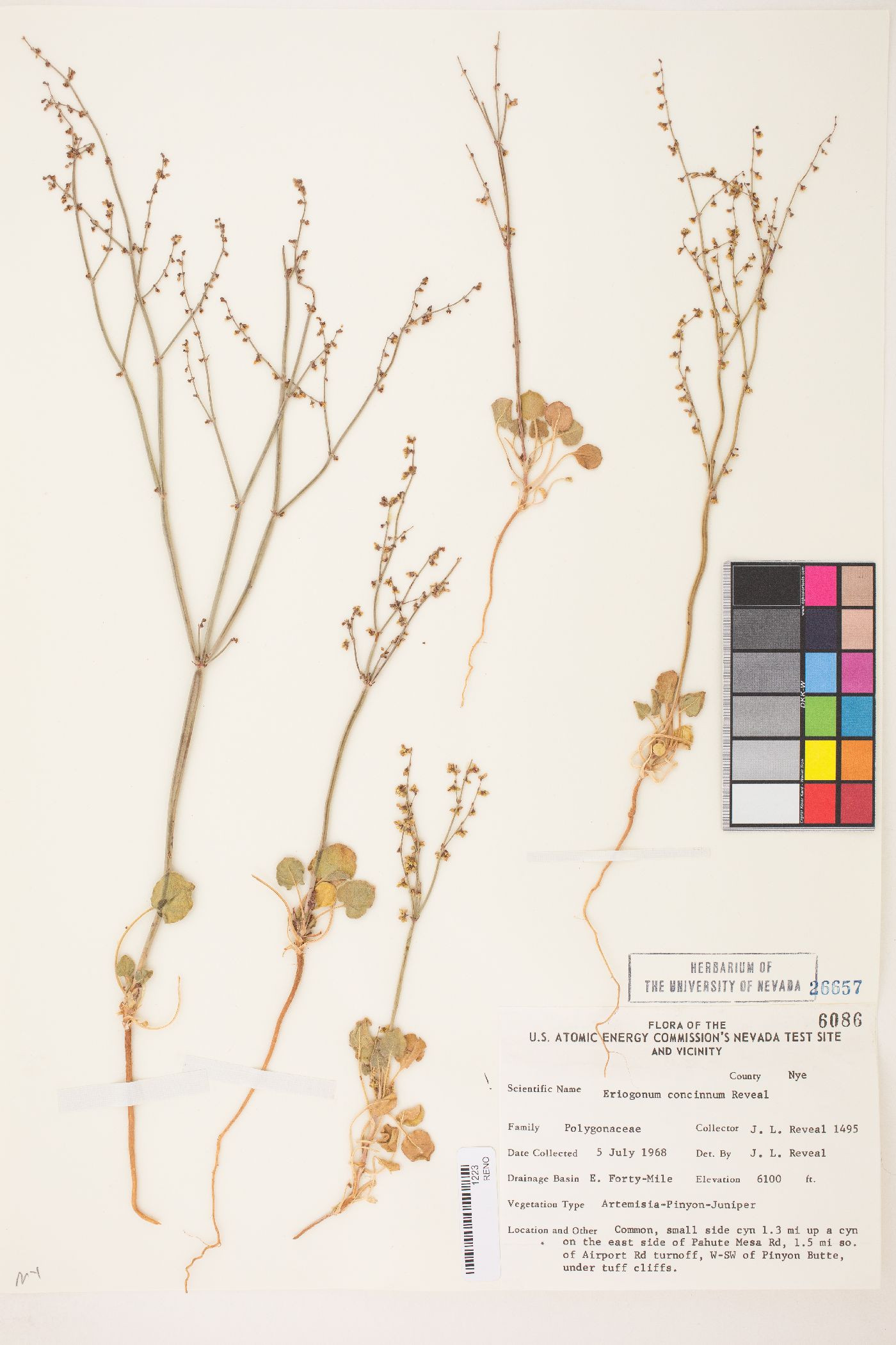 Eriogonum concinnum image