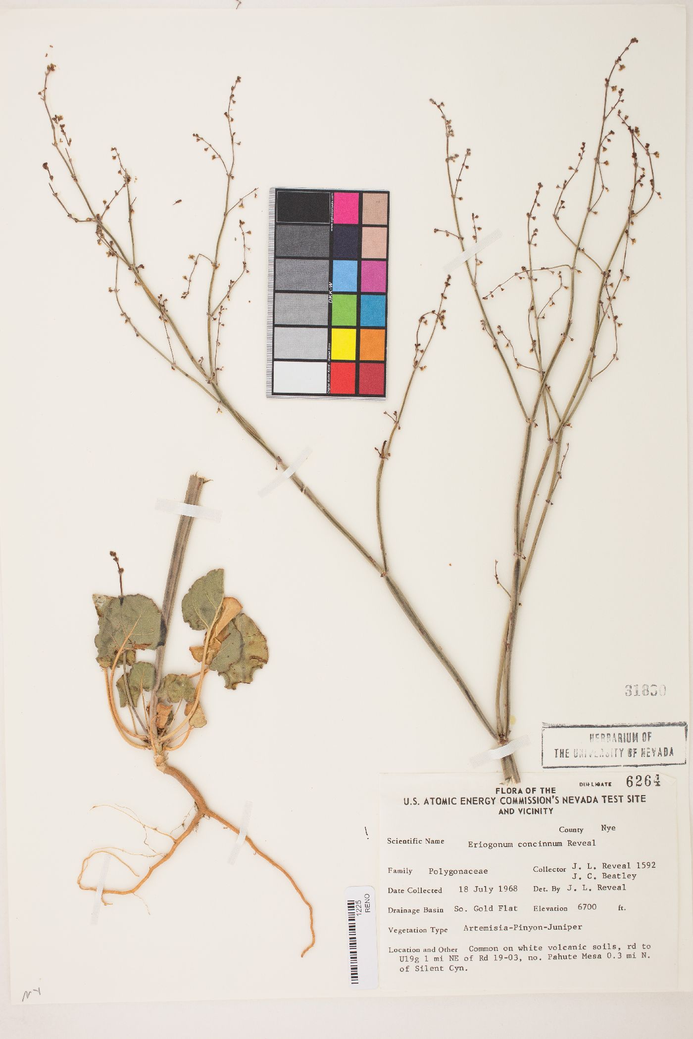 Eriogonum concinnum image