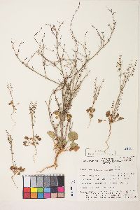 Eriogonum concinnum image