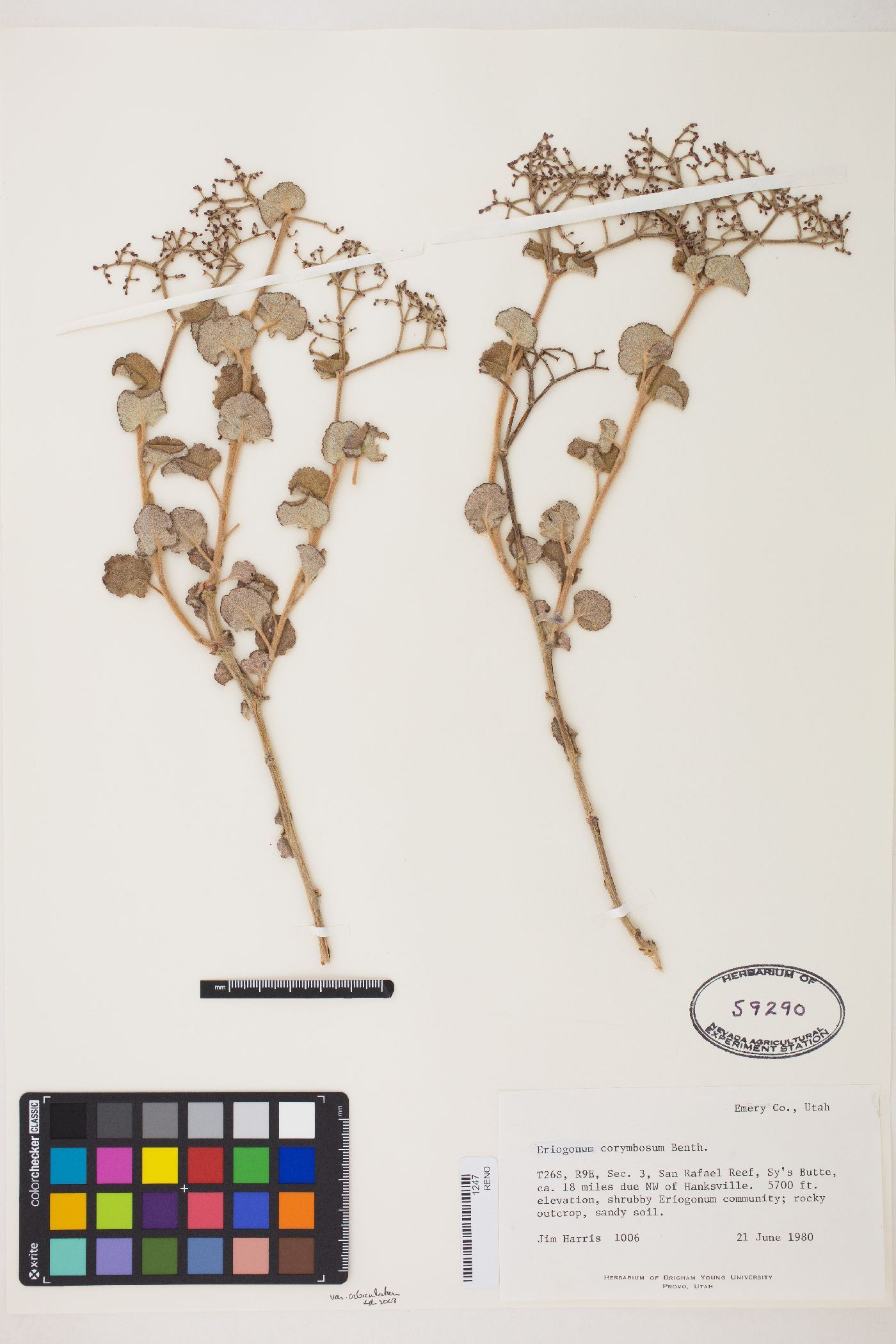 Eriogonum corymbosum var. orbiculatum image
