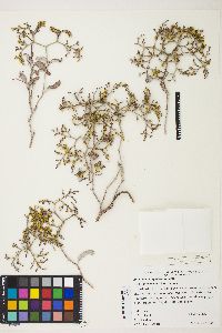 Eriogonum corymbosum image