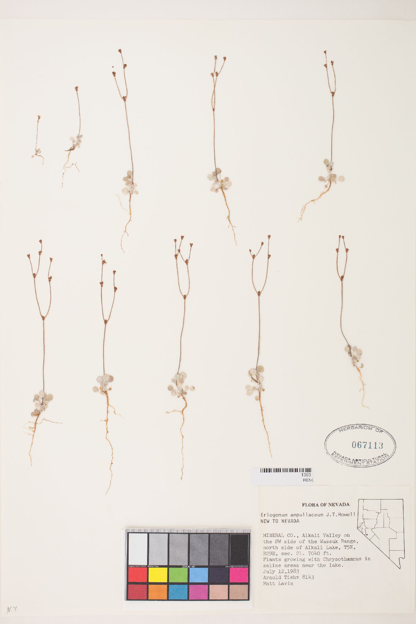 Eriogonum ampullaceum image
