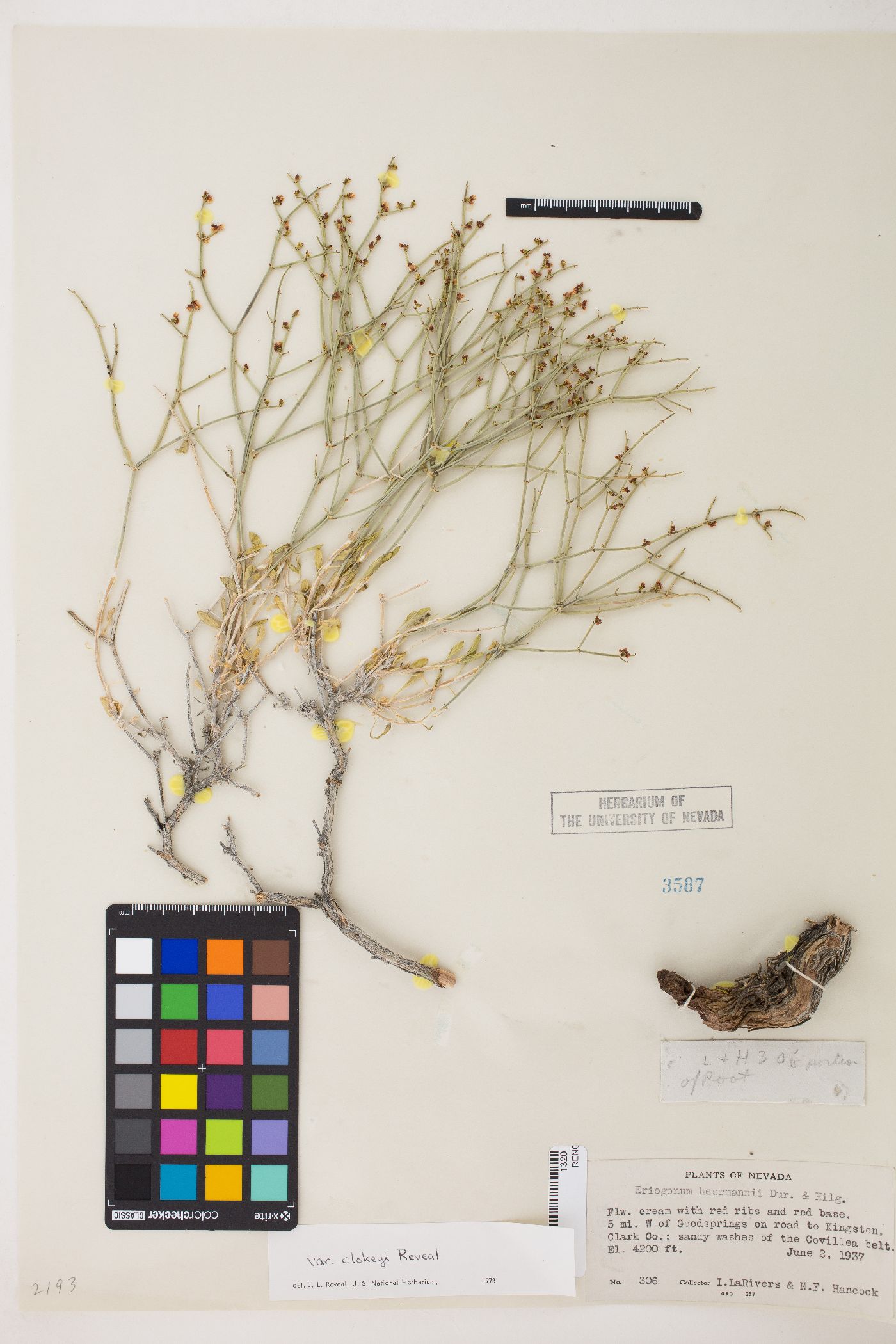 Eriogonum heermannii var. clokeyi image