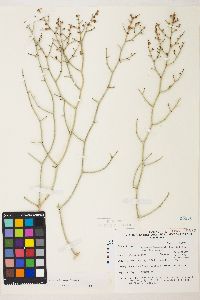 Eriogonum heermannii var. clokeyi image