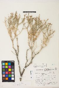 Eriogonum heermannii var. clokeyi image