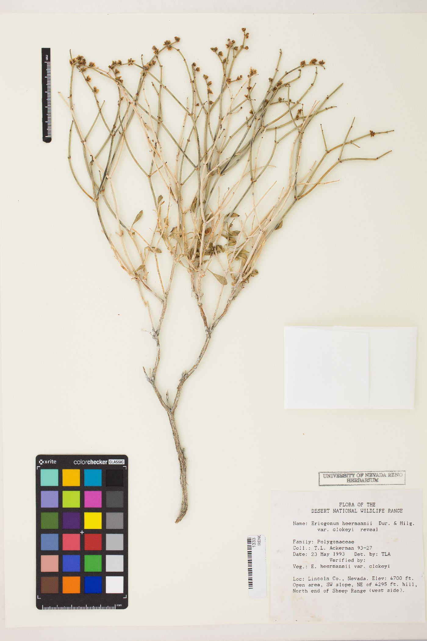 Eriogonum heermannii var. clokeyi image