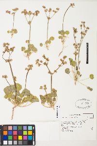 Eriogonum lemmonii image