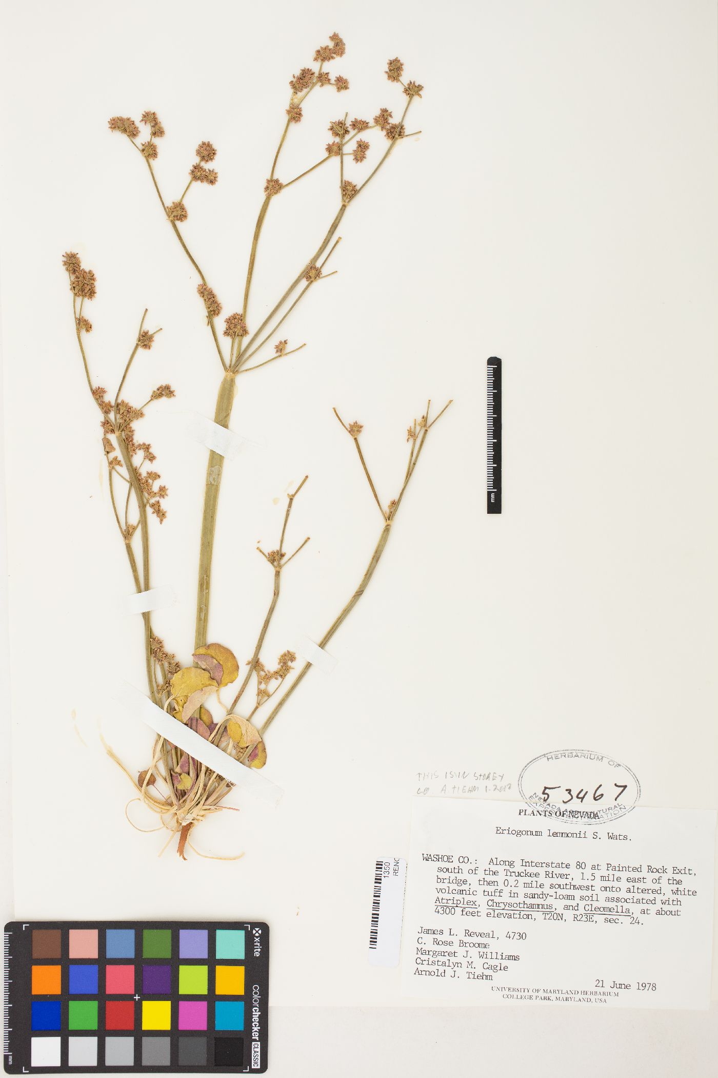 Eriogonum lemmonii image