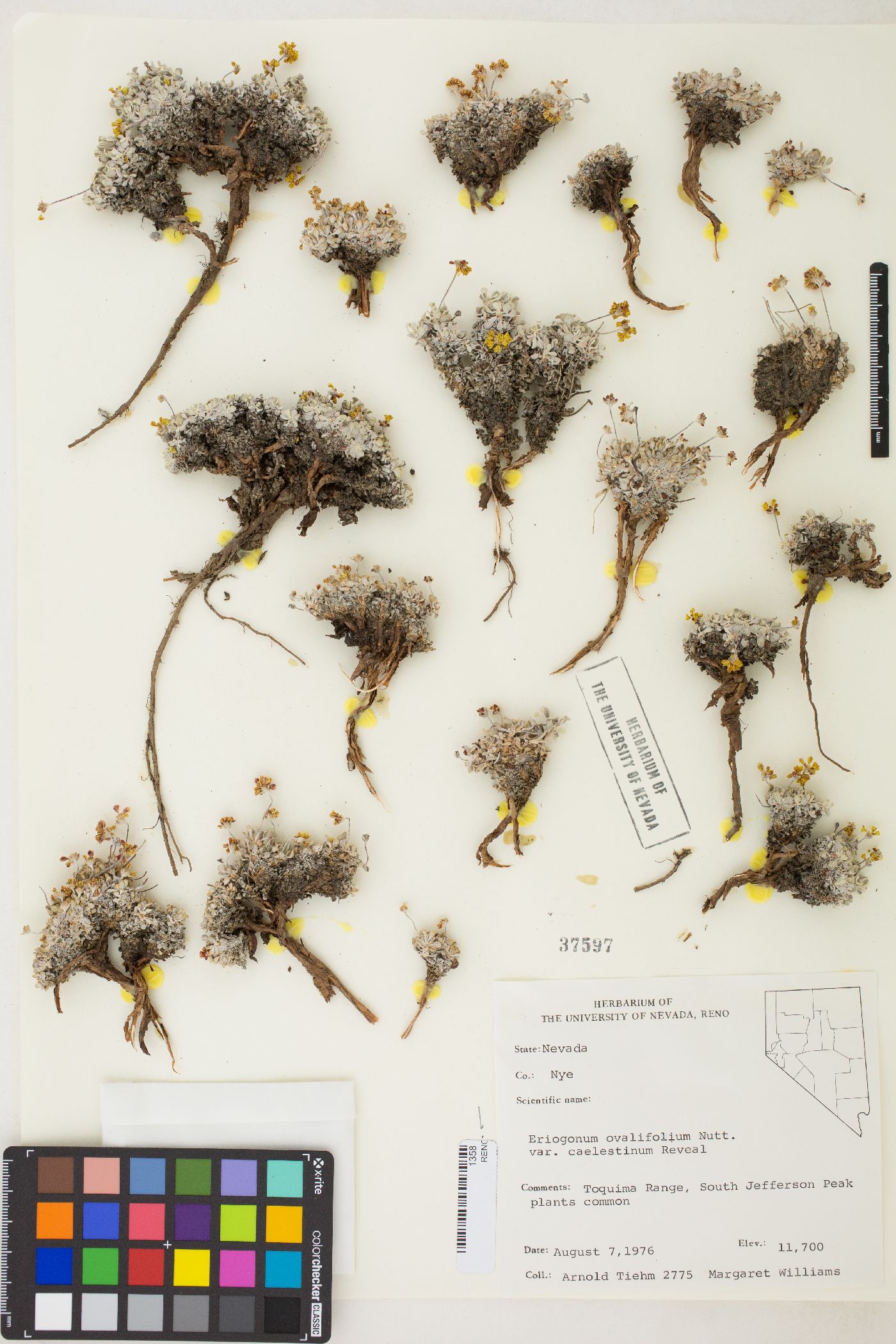 Eriogonum ovalifolium var. caelestinum image