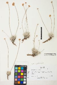 Eriogonum ovalifolium image