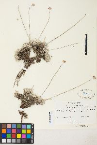 Eriogonum ovalifolium image