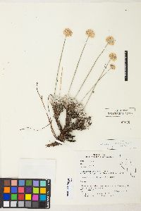 Eriogonum ovalifolium image