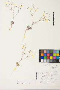 Eriogonum salicornioides image