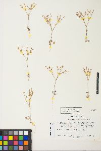 Eriogonum salicornioides image