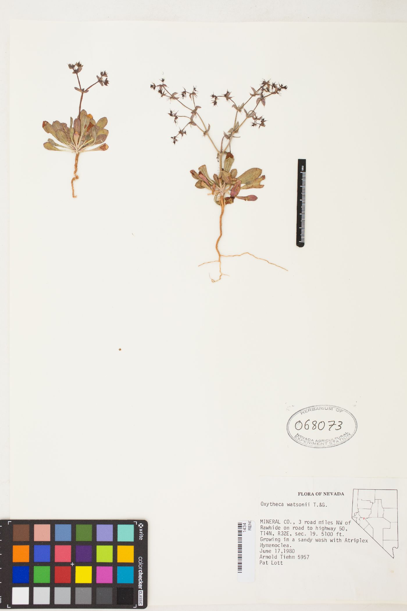 Oxytheca watsonii image
