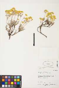 Eriogonum sphaerocephalum var. sphaerocephalum image