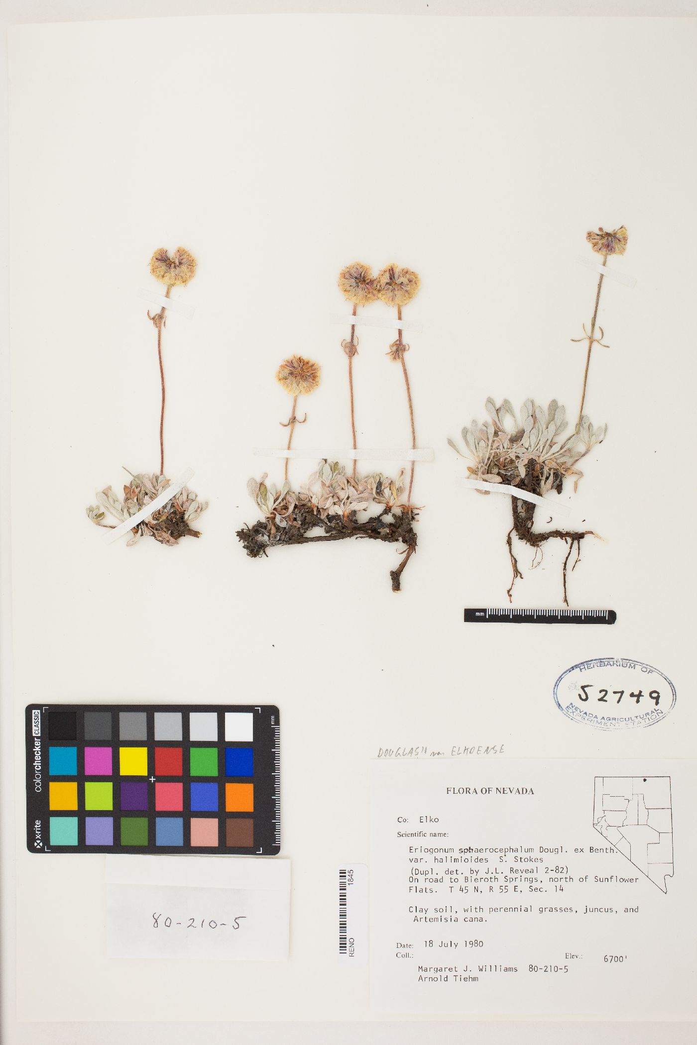 Eriogonum douglasii var. elkoense image