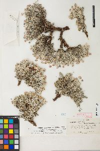 Eriogonum ovalifolium image