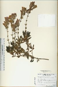 Penstemon fruticosus image