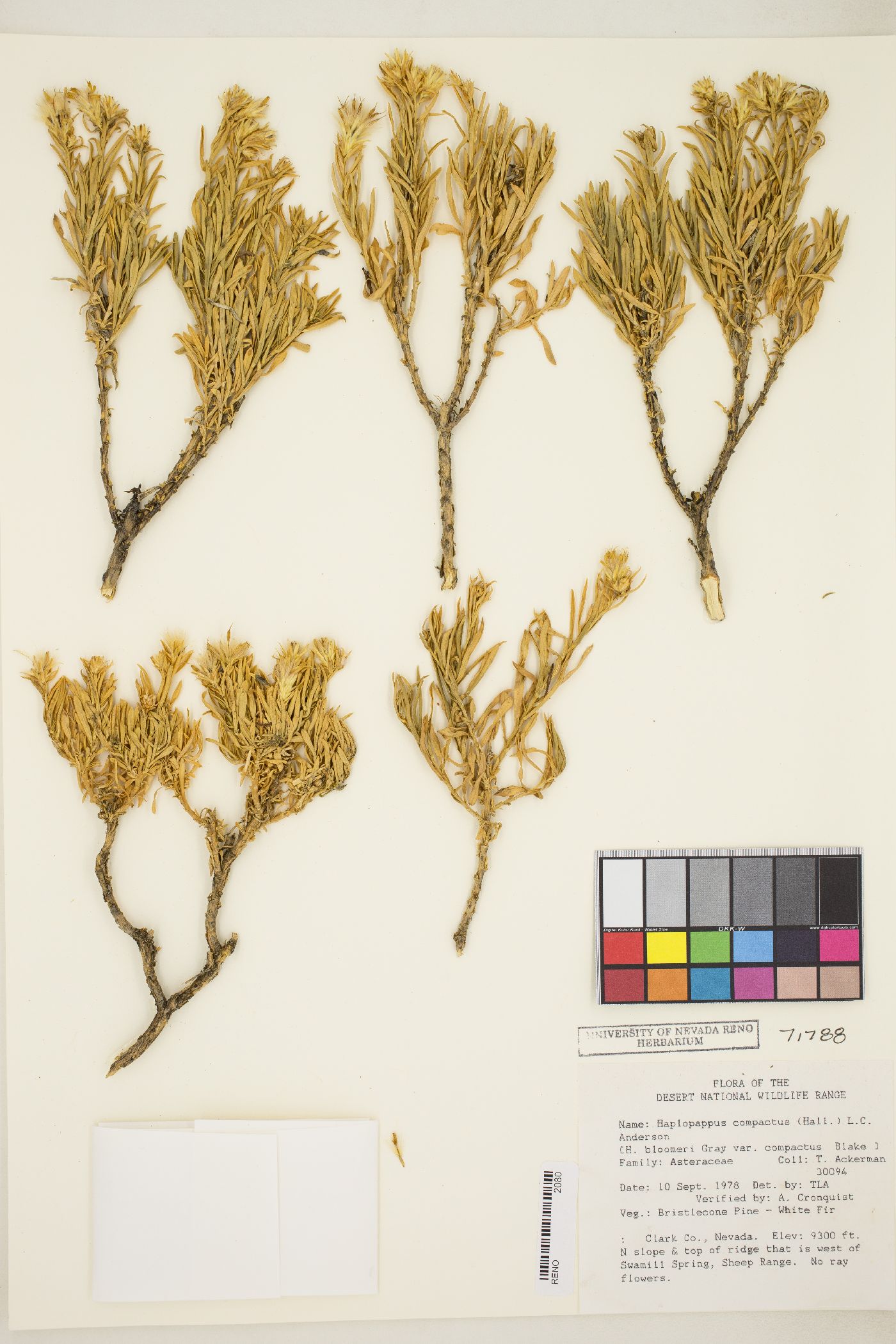 Ericameria compacta image