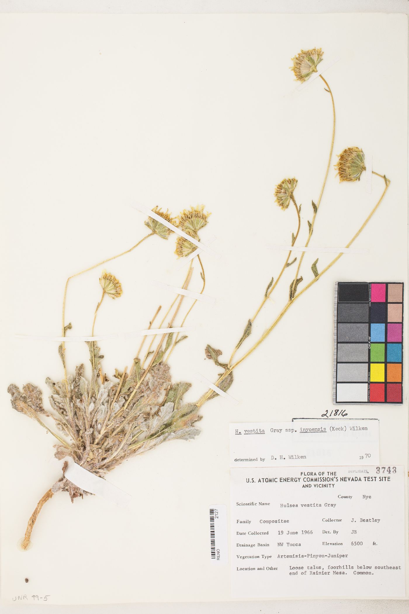 Hulsea vestita subsp. inyoensis image