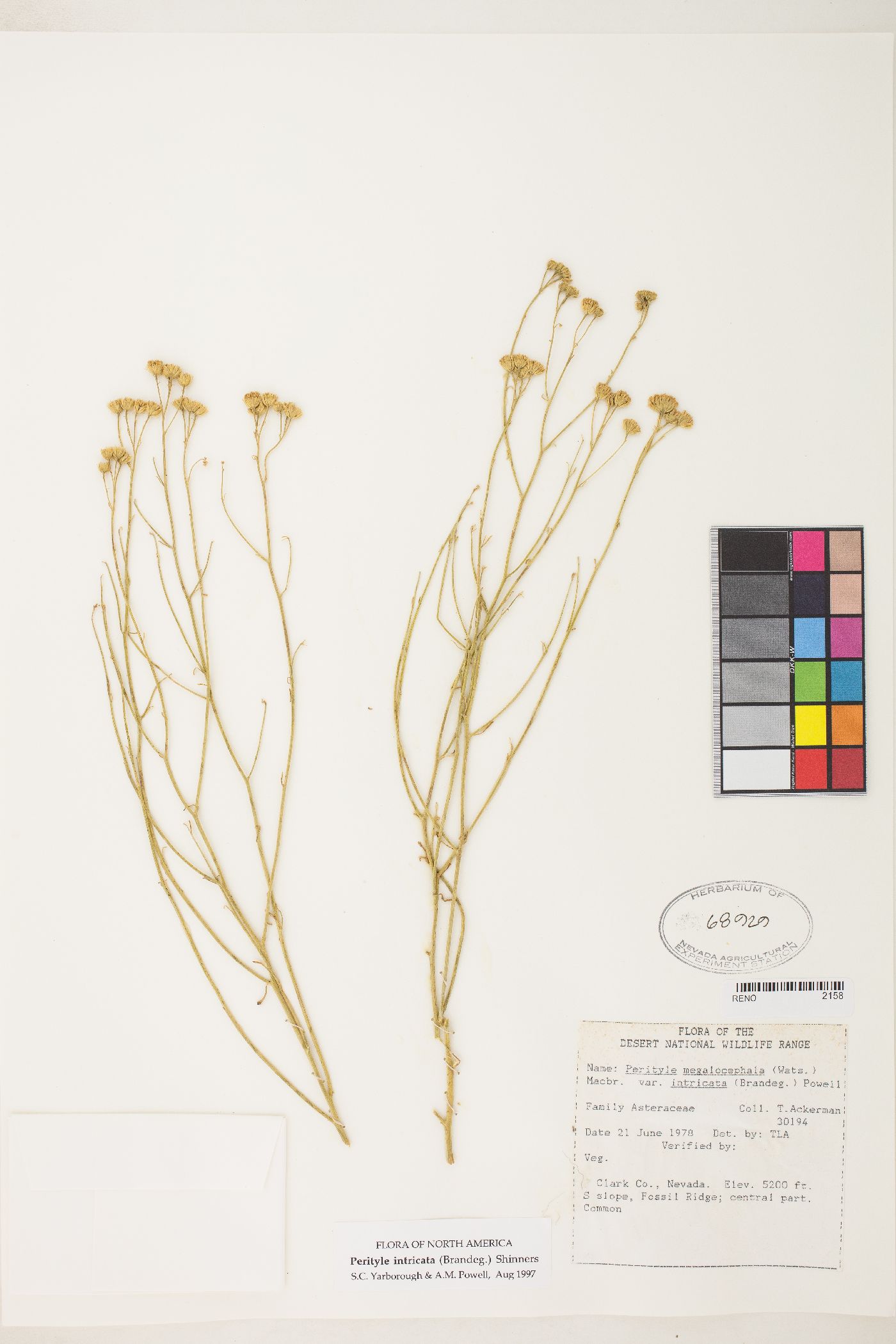Perityle intricata image