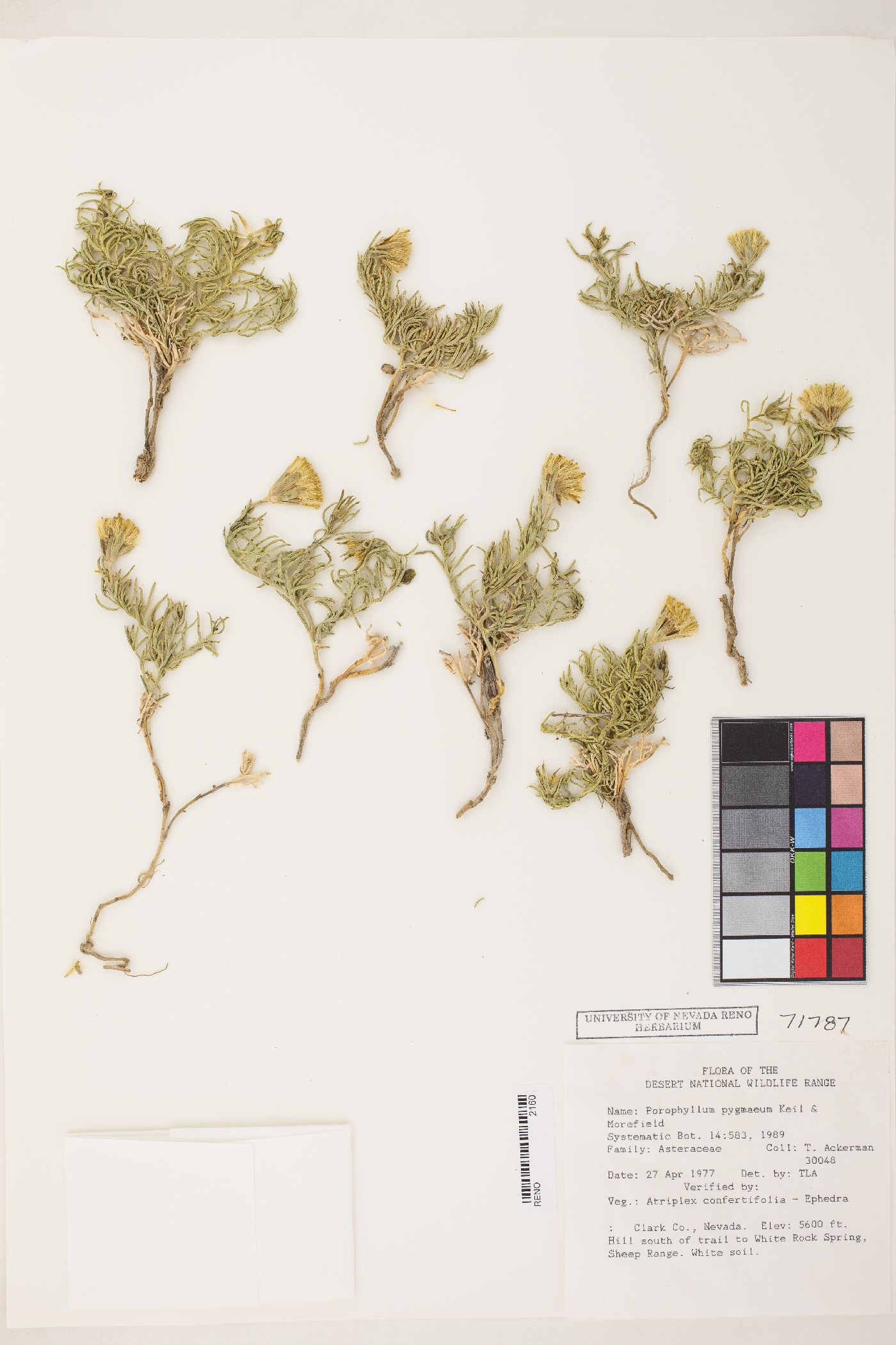 Porophyllum pygmaeum image