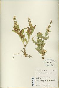 Penstemon carnosus image