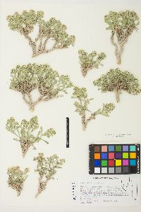 Lepidium davisii image