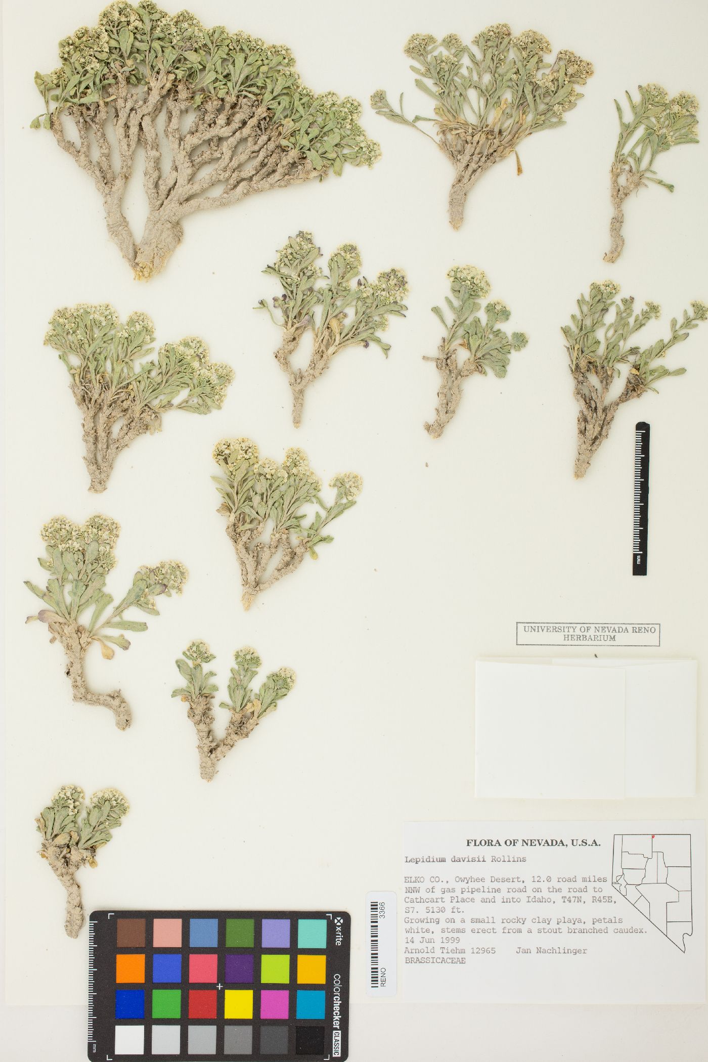 Lepidium davisii image