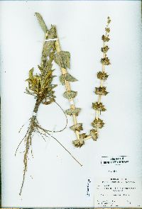 Penstemon acuminatus image