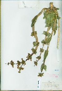 Penstemon acuminatus var. latebracteatus image