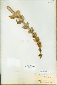 Penstemon acuminatus var. latebracteatus image