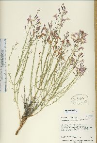 Penstemon ambiguus var. laevissimus image