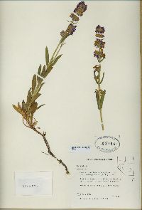 Penstemon attenuatus var. pseudoprocerus image