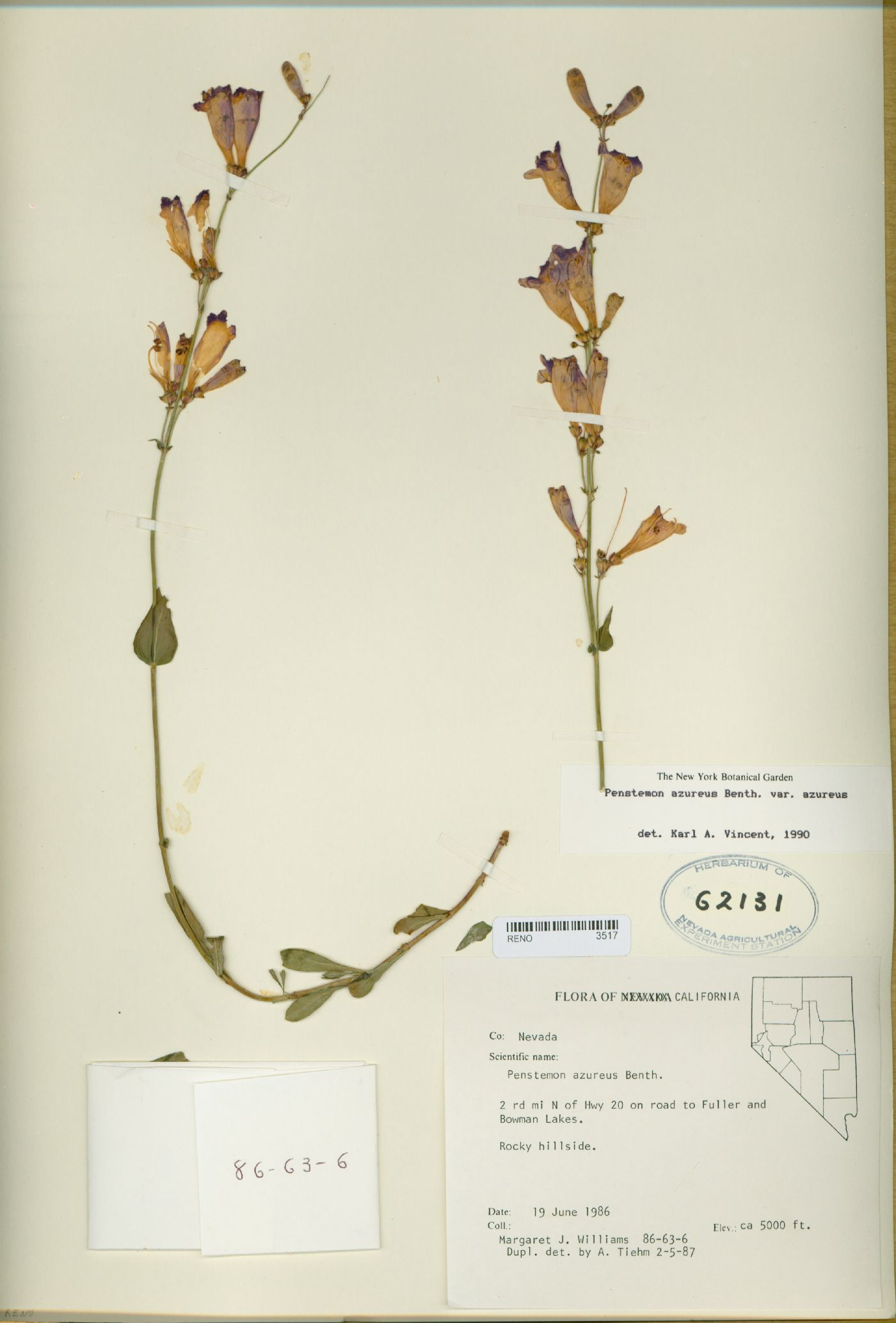 Penstemon azureus image