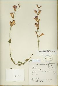 Penstemon azureus var. azureus image