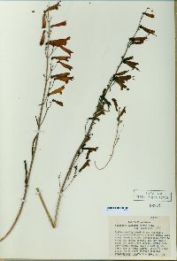 Penstemon barbatus image