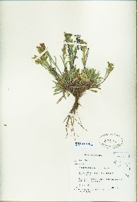 Penstemon barnebyi image