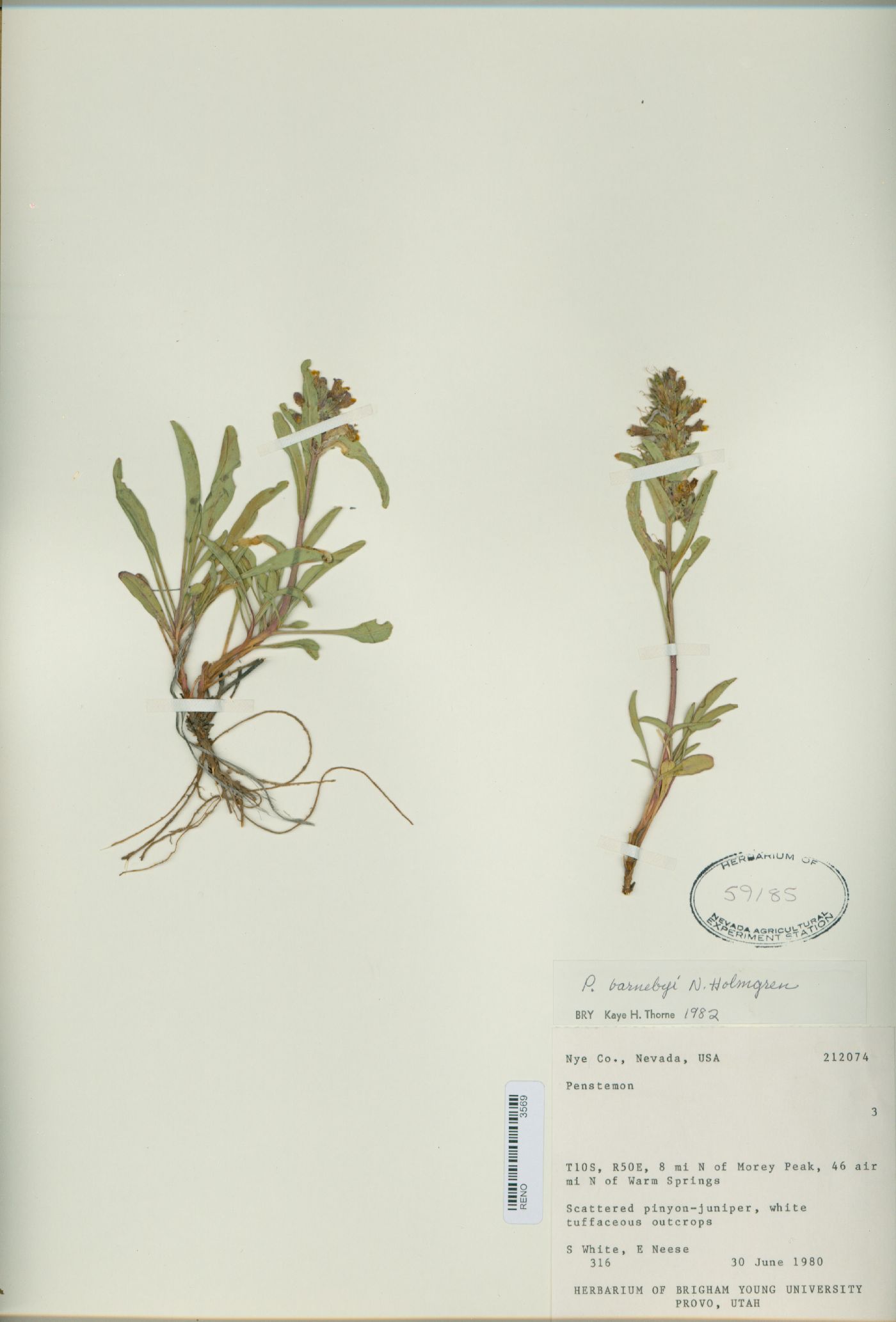 Penstemon barnebyi image